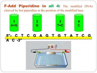 1
A+G
2
G
3
T+C
4
C
F-Add Piperidine in all 4: The modified DNAs
cleaved by hot piperidine at the position of the modified base
5”- C T C G A G T G T A T C G
A C -3”
 