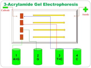 3-Acrylamide Gel Electrophoresis
1
A+G
2
G
3
T+C
4
C
Anode
Cathode
 
