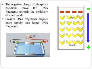 • The negative charge of phosphate
backbone move the DNA
fragments towards the positively
charged anode
• Smaller DNA fragments migrate
more rapidly than larger DNA
fragments
Small
Large
 