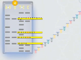 5”- C T C
5”- C T C G A G T G T A
T C
5”- C T C G A G T
5”- C T C G A
4
 