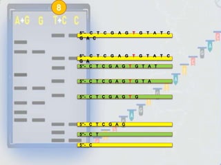 5”- C T C G A G T G T A T C
G A C
5”- C T C G A G T G T A T C
G A
5”- C T C G A G T G T A T
5”- C T C G A G T G T A
5”- C T C G A G T G
5”- C T C G A G
5”- C T
5”- C
8
 