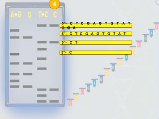 5”- C
5”- C T C G A G T G T A T
C G A
5”- C T C G A G T G T A T
5”- C T
4
 