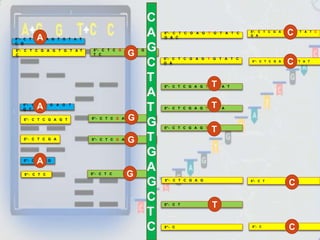 5”- C T C
5”- C T C G A G T
5”- C T C G A
5”- C T C G
5”- C T C G A G T
G T
5”- C T C G A G T G T A T
C
5”- C T C G A G T G T A T
C G
5”- C T C
5”- C T C G A G T G T A
T C
5”- C T C G A G T
5”- C T C G A
5”- C T C G A G T G T A T C
G A C
5”- C T C G A G T G T A T C
G A
5”- C T C G A G T G T A T
5”- C T C G A G T G T A
5”- C T C G A G T G
5”- C T C G A G
5”- C T
5”- C 5”- C
5”- C T C G A G T G T A T C
G A
5”- C T C G A G T G T A T
5”- C T
C
C
C
C
T
T
T
T
G
G
G
G
A
A
A
C
A
G
C
T
A
T
G
T
G
A
G
C
T
C
 