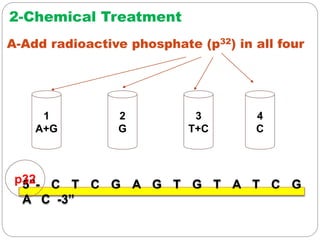 1
A+G
2
G
3
T+C
4
C
A-Add radioactive phosphate (p32) in all four
2-Chemical Treatment
5”- C T C G A G T G T A T C G
A C -3”
p32
 