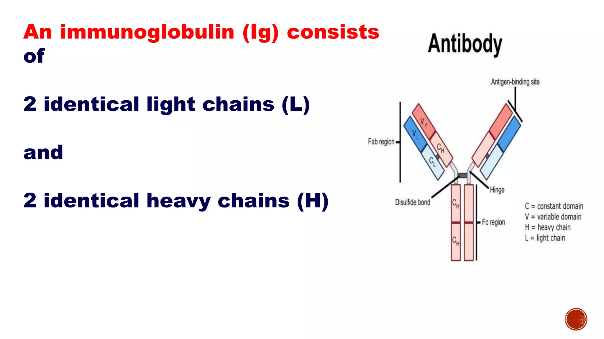 Immunoglobulin Gene Structure | PPT