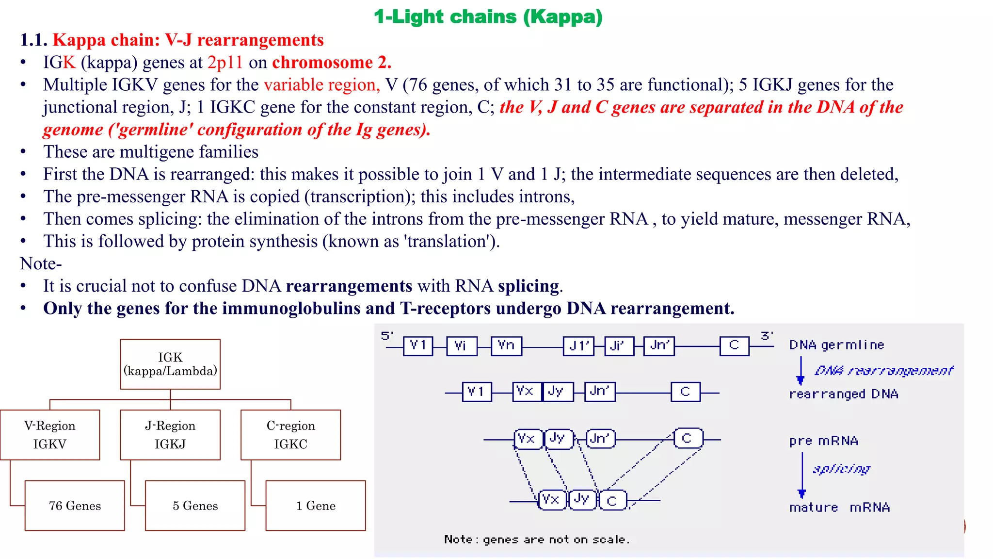 Vj Rearrangement Immunoglobulin Gene Structure | PPT