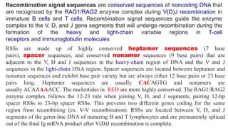Immunoglobulin Gene Structure | PPT