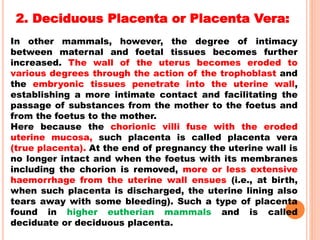 2. Deciduous Placenta or Placenta Vera:
In other mammals, however, the degree of intimacy
between maternal and foetal tissues becomes further
increased. The wall of the uterus becomes eroded to
various degrees through the action of the trophoblast and
the embryonic tissues penetrate into the uterine wall,
establishing a more intimate contact and facilitating the
passage of substances from the mother to the foetus and
from the foetus to the mother.
Here because the chorionic villi fuse with the eroded
uterine mucosa, such placenta is called placenta vera
(true placenta). At the end of pregnancy the uterine wall is
no longer intact and when the foetus with its membranes
including the chorion is removed, more or less extensive
haemorrhage from the uterine wall ensues (i.e., at birth,
when such placenta is discharged, the uterine lining also
tears away with some bleeding). Such a type of placenta
found in higher eutherian mammals and is called
deciduate or deciduous placenta.
 