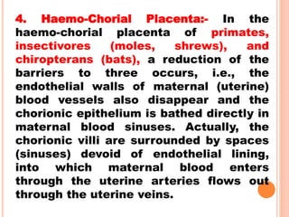 4. Haemo-Chorial Placenta:- In the
haemo-chorial placenta of primates,
insectivores (moles, shrews), and
chiropterans (bats), a reduction of the
barriers to three occurs, i.e., the
endothelial walls of maternal (uterine)
blood vessels also disappear and the
chorionic epithelium is bathed directly in
maternal blood sinuses. Actually, the
chorionic villi are surrounded by spaces
(sinuses) devoid of endothelial lining,
into which maternal blood enters
through the uterine arteries flows out
through the uterine veins.
 