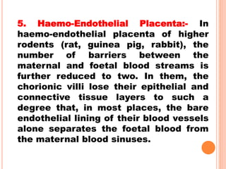 5. Haemo-Endothelial Placenta:- In
haemo-endothelial placenta of higher
rodents (rat, guinea pig, rabbit), the
number of barriers between the
maternal and foetal blood streams is
further reduced to two. In them, the
chorionic villi lose their epithelial and
connective tissue layers to such a
degree that, in most places, the bare
endothelial lining of their blood vessels
alone separates the foetal blood from
the maternal blood sinuses.
 