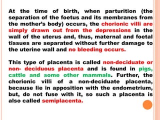 At the time of birth, when parturition (the
separation of the foetus and its membranes from
the mother’s body) occurs, the chorionic villi are
simply drawn out from the depressions in the
wall of the uterus and, thus, maternal and foetal
tissues are separated without further damage to
the uterine wall and no bleeding occurs.
This type of placenta is called non-deciduate or
non- deciduous placenta and is found in pigs,
cattle and some other mammals. Further, the
chorionic villi of a non-deciduate placenta,
because lie in apposition with the endometrium,
but, do not fuse with it, so such a placenta is
also called semiplacenta.
 