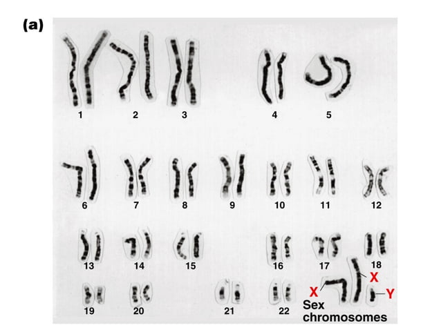 Sex Determination and Sex Chromosomes | PPT