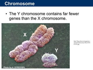 Sex Determination and Sex Chromosomes | PPT