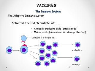 The Immune SystemThe Immune System
13
VACCINES
The Adaptive Immune system
Activated B cells differentiate into . . .
– Antibody producing cells [attack mode]
– Memory cells [remembers & future protection]
Antigen & T-helper cell
memory
antibodies
 