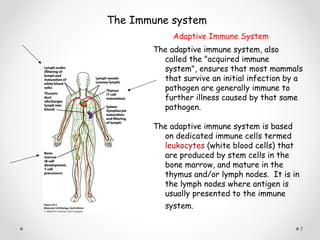 The adaptive immune system, also
called the "acquired immune
system", ensures that most mammals
that survive an initial infection by a
pathogen are generally immune to
further illness caused by that same
pathogen.
The adaptive immune system is based
on dedicated immune cells termed
leukocytes (white blood cells) that
are produced by stem cells in the
bone marrow, and mature in the
thymus and/or lymph nodes. It is in
the lymph nodes where antigen is
usually presented to the immune
system.
Adaptive Immune System
7
The Immune system
 