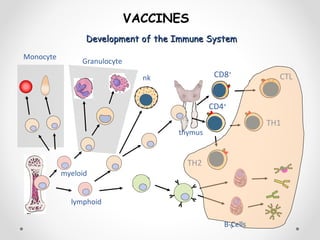 Development of the Immune SystemDevelopment of the Immune System
9
VACCINES
myeloid
Granulocyte
lymphoid
nk
thymus
CD8+
CD4+
CTL
TH2
TH1
Monocyte
B-Cells
 