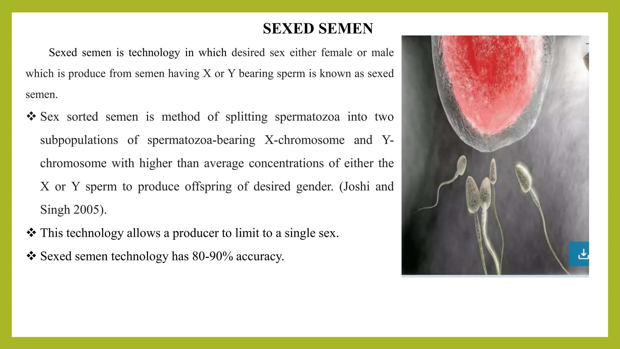 Use of sexed semen for genetic improvement of indigenous and buffaloes
