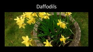 Daffodils
 