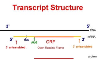 The flow of genetic information transcription | PPT