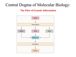 The flow of genetic information transcription | PPT