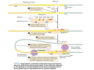 The flow of genetic information transcription | PPT