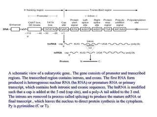 Primary Transcript Genetics The flow of genetic information transcription | PPT