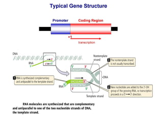 The flow of genetic information transcription | PPT