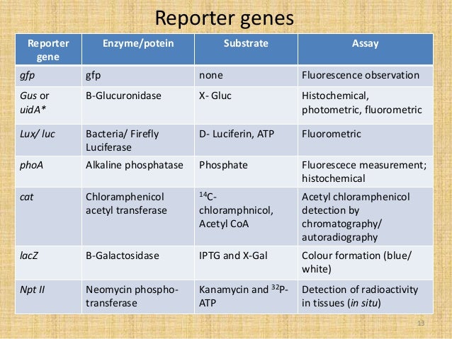 reporter genes