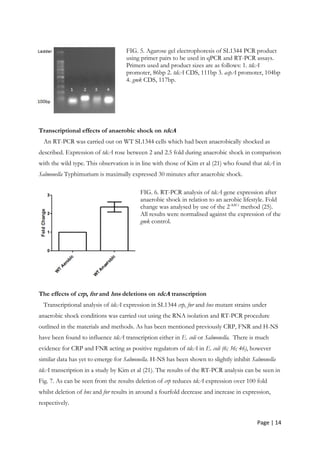 Page | 14
FIG. 5. Agarose gel electrophoresis of SL1344 PCR product
using primer pairs to be used in qPCR and RT-PCR assays.
Primers used and product sizes are as follows: 1. tdcA
promoter, 86bp 2. tdcA CDS, 111bp 3. aspA promoter, 104bp
4. gmk CDS, 117bp.
Transcriptional effects of anaerobic shock on tdcA
An RT-PCR was carried out on WT SL1344 cells which had been anaerobically shocked as
described. Expression of tdcA rose between 2 and 2.5 fold during anaerobic shock in comparison
with the wild type. This observation is in line with those of Kim et al (21) who found that tdcA in
Salmonella Typhimurium is maximally expressed 30 minutes after anaerobic shock.
FIG. 6. RT-PCR analysis of tdcA gene expression after
anaerobic shock in relation to an aerobic lifestyle. Fold
change was analysed by use of the 2-∆∆Ct
method (25).
All results were normalised against the expression of the
gmk control.
The effects of crp, fnr and hns deletions on tdcA transcription
Transcriptional analysis of tdcA expression in SL1344 crp, fnr and hns mutant strains under
anaerobic shock conditions was carried out using the RNA isolation and RT-PCR procedure
outlined in the materials and methods. As has been mentioned previously CRP, FNR and H-NS
have been found to influence tdcA transcription either in E. coli or Salmonella. There is much
evidence for CRP and FNR acting as positive regulators of tdcA in E. coli (6; 36; 46), however
similar data has yet to emerge for Salmonella. H-NS has been shown to slightly inhibit Salmonella
tdcA transcription in a study by Kim et al (21). The results of the RT-PCR analysis can be seen in
Fig. 7. As can be seen from the results deletion of crp reduces tdcA expression over 100 fold
whilst deletion of hns and fnr results in around a fourfold decrease and increase in expression,
respectively.
 