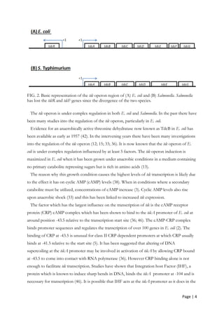 Page | 4
FIG. 2. Basic representation of the tdc operon region of (A) E. coli and (B) Salmonella. Salmonella
has lost the tdcR and tdcF genes since the divergence of the two species.
The tdc operon is under complex regulation in both E. coli and Salmonella. In the past there have
been many studies into the regulation of the tdc operon, particularly in E. coli.
Evidence for an anaerobically active threonine dehydratase now known as TdcB in E. coli has
been available as early as 1957 (42). In the intervening years there have been many investigations
into the regulation of the tdc operon (12; 15; 33; 36). It is now known that the tdc operon of E.
coli is under complex regulation influenced by at least 5 factors. The tdc operon induction is
maximized in E. coli when it has been grown under anaerobic conditions in a medium containing
no primary catabolite repressing sugars but is rich in amino acids (13).
The reason why this growth condition causes the highest levels of tdc transcription is likely due
to the effect it has on cyclic AMP (cAMP) levels (38). When in conditions where a secondary
catabolite must be utilized, concentrations of cAMP increase (3). Cyclic AMP levels also rise
upon anaerobic shock (33) and this has been linked to increased tdc expression.
The factor which has the largest influence on the transcription of tdc is the cAMP receptor
protein (CRP) cAMP complex which has been shown to bind to the tdcA promoter of E. coli at
around position -43.5 relative to the transcription start site (36; 46). The cAMP-CRP complex
binds promoter sequences and regulates the transcription of over 100 genes in E. coli (2). The
binding of CRP at -43.5 is unusual for class II CRP dependent promoters at which CRP usually
binds at -41.5 relative to the start site (5). It has been suggested that altering of DNA
supercoiling at the tdcA promoter may be involved in activation of tdcA by allowing CRP bound
at -43.5 to come into contact with RNA polymerase (36). However CRP binding alone is not
enough to facilitate tdc transcription. Studies have shown that Integration host Factor (IHF), a
protein which is known to induce sharp bends in DNA, binds the tdcA promoter at -104 and is
necessary for transcription (46). It is possible that IHF acts at the tdcA promoter as it does in the
 