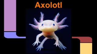 Axolotl
 
