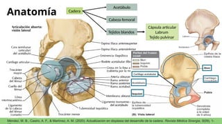 displasia de cadera congenita enfoque quirurgico | PPTX