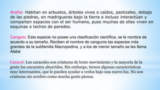 Araña: Habitan en arbustos, árboles vivos o caídos, pastizales, debajo
de las piedras, en madrigueras bajo la tierra e incluso interactúan y
comparten espacios con el ser humano, pues muchas de ellas viven en
esquinas o techos de paredes.
Canguro: Esta especie no posee una clasificación científica, se le nombra de
acuerdo a su tamaño. Reciben el nombre de canguros las especies más
grandes de la subfamilia Macropodina, y a los de menor tamaño se les llama
Alabé
Caracol: Los caracoles son criaturas de lento movimiento y la mayoría de la
gente los encuentra aburridos. Sin embargo, tienen algunas características
muy interesantes, que le pueden ayudar a verlos bajo una nueva luz. No son
criaturas sin cerebro como mucha gente piensa.
 