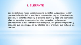 1. ELEFANTE
Los elefántidos o mejor conocidos como elefantes (Alepantada) forman
parte de la familia de los mamíferos placentarios. Hoy en día existen dos
géneros, el elefante africano y el elefante asiático y cada uno cuenta con
algunas especies, aunque muchas otras especies y subespecies
pertenecientes a esta familia se han extinguido. Un género completo muy
conocido que se extinguió en su totalidad es el (mamuts) que incluía a los
mamuts.
 