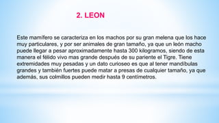 Este mamífero se caracteriza en los machos por su gran melena que los hace
muy particulares, y por ser animales de gran tamaño, ya que un león macho
puede llegar a pesar aproximadamente hasta 300 kilogramos, siendo de esta
manera el félido vivo mas grande después de su pariente el Tigre. Tiene
extremidades muy pesadas y un dato curioseo es que al tener mandíbulas
grandes y también fuertes puede matar a presas de cualquier tamaño, ya que
además, sus colmillos pueden medir hasta 9 centímetros.
2. LEON
 