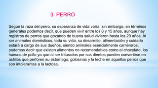 Según la raza del perro, su esperanza de vida varía, sin embargo, en términos
generales podemos decir, que pueden vivir entre los 8 y 15 años, aunque hay
registros de perros que gozando de buena salud vivieron hasta los 29 años. Al
ser animales domésticos, toda su vida, su desarrollo, alimentación y cuidado
estará a cargo de sus dueños, siendo animales esencialmente carnívoros,
podemos decir que existen alimentos no recomendables como el chocolate, los
huesos de pollo ya que al ser triturados por sus dientes pueden convertirse en
astillas que perforen su estomago, golosinas y la leche en aquellos perros que
son intolerantes a la lactosa.
3. PERRO
 