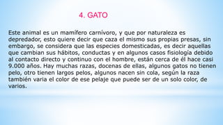 Este animal es un mamífero carnívoro, y que por naturaleza es
depredador, esto quiere decir que caza el mismo sus propias presas, sin
embargo, se considera que las especies domesticadas, es decir aquellas
que cambian sus hábitos, conductas y en algunos casos fisiología debido
al contacto directo y continuo con el hombre, están cerca de él hace casi
9.000 años. Hay muchas razas, docenas de ellas, algunos gatos no tienen
pelo, otro tienen largos pelos, algunos nacen sin cola, según la raza
también varia el color de ese pelaje que puede ser de un solo color, de
varios.
4. GATO
 