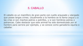 5. CABALLO
El caballo es un mamífero de gran porte con cuello arqueado y alargado
que posee largas crines. Usualmente a la hembra se la llama yegua y a
las crías si son machos potros o potrillos, y si son hembras potras o
potrancas. Cabe destacar que este animal ha sido domesticado por el
hombre para carrera por ejemplo, y se conoce como ganadería equina o
caballar.
 