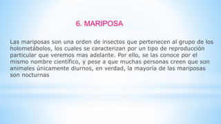 Las mariposas son una orden de insectos que pertenecen al grupo de los
holometábolos, los cuales se caracterizan por un tipo de reproducción
particular que veremos mas adelante. Por ello, se las conoce por el
mismo nombre científico, y pese a que muchas personas creen que son
animales únicamente diurnos, en verdad, la mayoría de las mariposas
son nocturnas
6. MARIPOSA
 