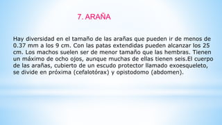 Hay diversidad en el tamaño de las arañas que pueden ir de menos de
0.37 mm a los 9 cm. Con las patas extendidas pueden alcanzar los 25
cm. Los machos suelen ser de menor tamaño que las hembras. Tienen
un máximo de ocho ojos, aunque muchas de ellas tienen seis.El cuerpo
de las arañas, cubierto de un escudo protector llamado exoesqueleto,
se divide en próxima (cefalotórax) y opistodomo (abdomen).
7. ARAÑA
 
