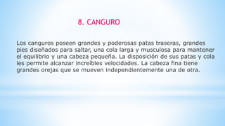 Los canguros poseen grandes y poderosas patas traseras, grandes
pies diseñados para saltar, una cola larga y musculosa para mantener
el equilibrio y una cabeza pequeña. La disposición de sus patas y cola
les permite alcanzar increíbles velocidades. La cabeza fina tiene
grandes orejas que se mueven independientemente una de otra.
8. CANGURO
 
