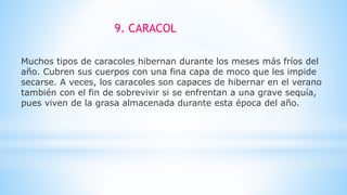 Muchos tipos de caracoles hibernan durante los meses más fríos del
año. Cubren sus cuerpos con una fina capa de moco que les impide
secarse. A veces, los caracoles son capaces de hibernar en el verano
también con el fin de sobrevivir si se enfrentan a una grave sequía,
pues viven de la grasa almacenada durante esta época del año.
9. CARACOL
 