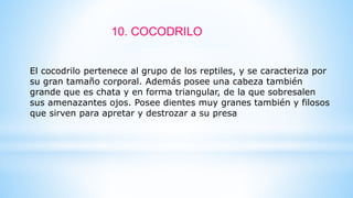 10. COCODRILO
El cocodrilo pertenece al grupo de los reptiles, y se caracteriza por
su gran tamaño corporal. Además posee una cabeza también
grande que es chata y en forma triangular, de la que sobresalen
sus amenazantes ojos. Posee dientes muy granes también y filosos
que sirven para apretar y destrozar a su presa
 