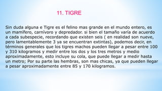 Sin duda alguna e Tigre es el felino mas grande en el mundo entero, es
un mamífero, carnívoro y depredador. si bien el tamaño varía de acuerdo
a cada subespecie, recordando que existen seis ( en realidad son nueve,
pero lamentablemente 3 ya se encuentran extintas), podemos decir, en
términos generales que los tigres machos pueden llegar a pesar entre 100
y 310 kilogramos y medir entre los dos y los tres metros y medio
aproximadamente, esto incluye su cola, que puede llegar a medir hasta
un metro; Por su parte las hembras, son mas chicas, ya que pueden llegar
a pesar aproximadamente entre 85 y 170 kilogramos.
11. TIGRE
 