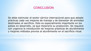 Se debe estimular al sector cárnico internacional para que adopte
prácticas cada vez mejores de manejo y de bienestar de animales
destinados al sacrificio. Esto es especialmente importante en los
países en desarrollo, ya que mejoraría su producción. Se requiere
con urgencia la introducción de mejores prácticas de aturdimiento
y mejores métodos previos al aturdimiento en el sacrificio ritual.
CONCLUSION
 