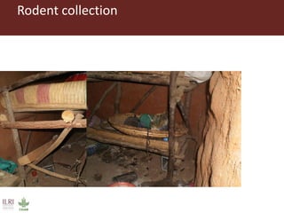 Dynamic drivers of disease emergence in Africa