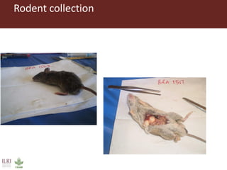 Dynamic drivers of disease emergence in Africa