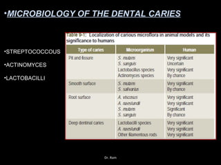 •MICROBIOLOGY OF THE DENTAL CARIES
•STREPTOCOCCOUS
•ACTINOMYCES
•LACTOBACILLI
Dr. Ram
 