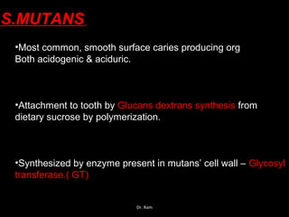 S.MUTANS
•Most common, smooth surface caries producing org
Both acidogenic & aciduric.
•Attachment to tooth by Glucans dextrans synthesis from
dietary sucrose by polymerization.
•Synthesized by enzyme present in mutans’ cell wall – Glycosyl
transferase.( GT)
Dr. Ram
 