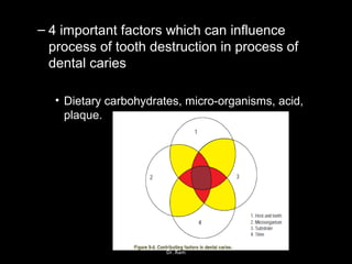 – 4 important factors which can influence
process of tooth destruction in process of
dental caries
• Dietary carbohydrates, micro-organisms, acid,
plaque.
Dr. Ram
 